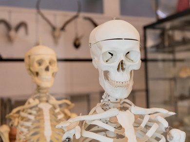 Zwei Skelette in einem Schulzimmer.