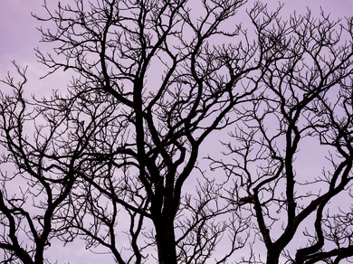 Ein Baum mit vielen Ästen im Gegenlicht. Er symbolisiert die Digitalisierung der Zürcher Mittelschulen, die in vollem Gang ist. 