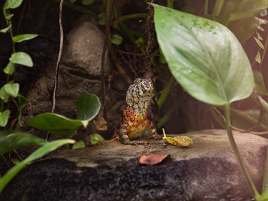 Eine Echse in einem Terrarium blickt direkt in die Kamera. 