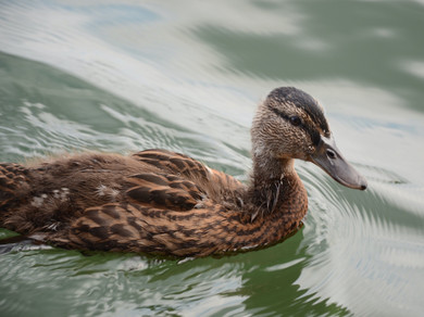 Eine Ente schwimmt im See.