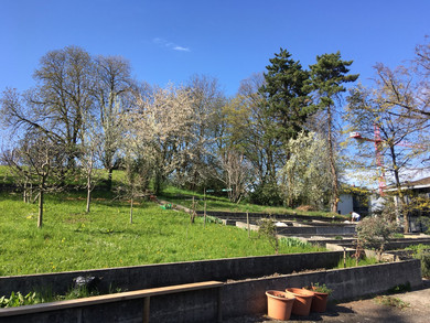 Ein Garten mit Bäumen, Beeten und einer grossen Wiese.