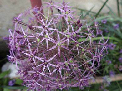 Eine Blume, deren violette Blüte wie eine Kugel aus vielen kleinen sternförmigen Blüten aussieht. 