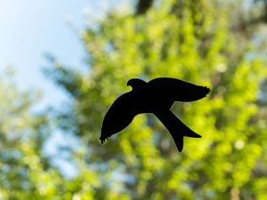 Eine Fensterscheibe mit einem aufgeklebten Vogel. Im Hintergrund das Grün der Bäume.